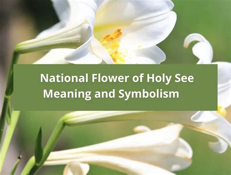 National flower of Holy See (Vatican City) .